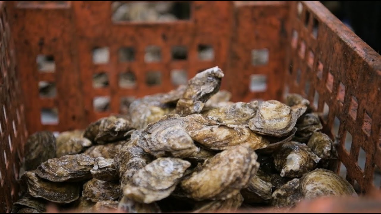 How Many Oysters in a Bushel? The Best Sources & Guides
